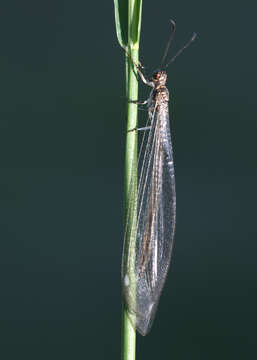 Image of Antlion