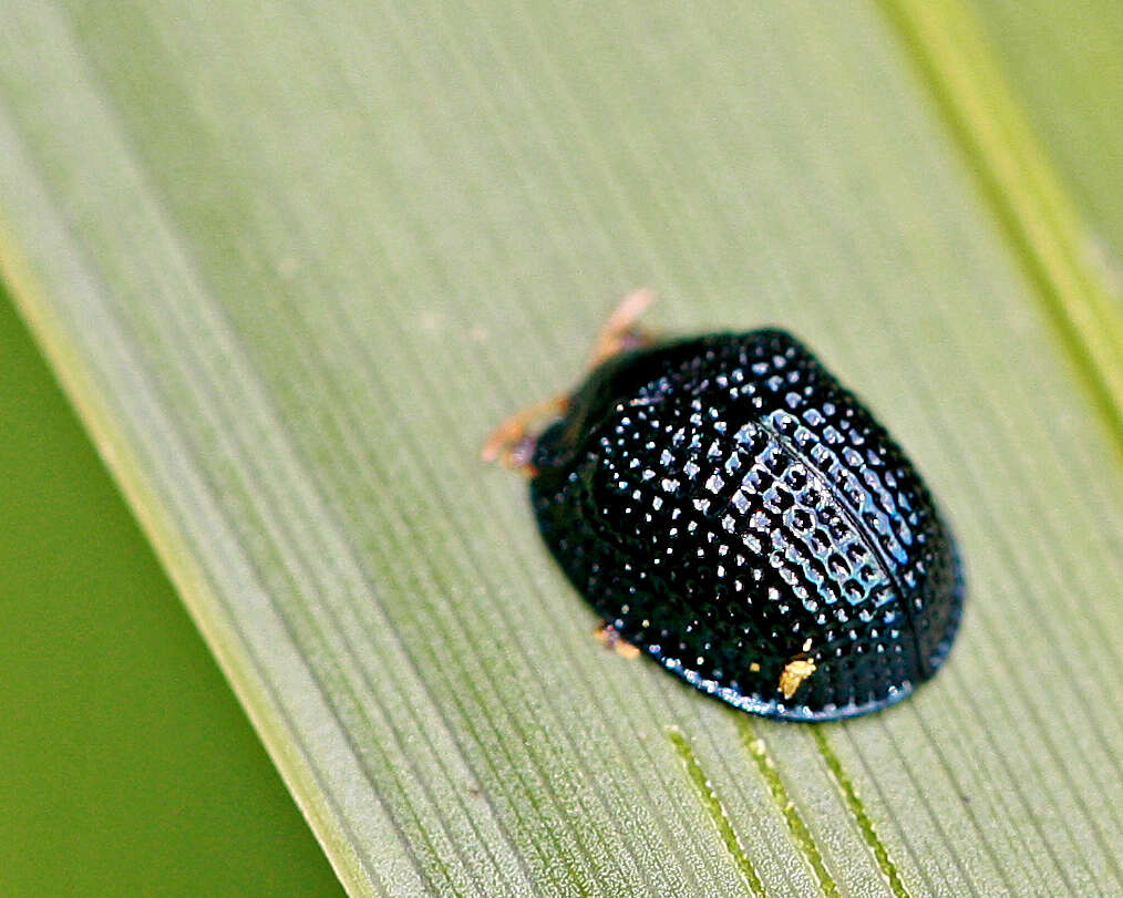 Image of Hemisphaerota