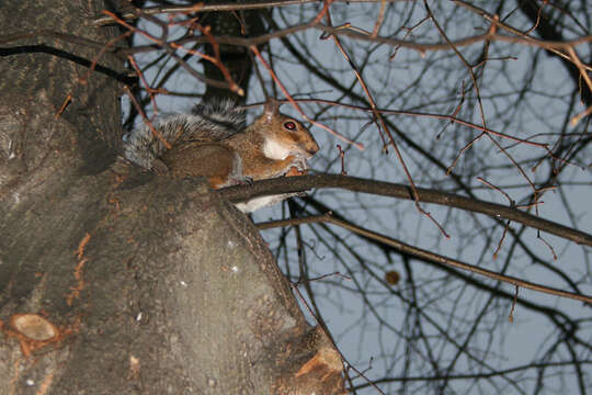 Image of Sciurus subgen. Sciurus Linnaeus 1758