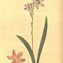 Image of Ixia marginifolia G. J. Lewis