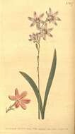 Image of Ixia marginifolia G. J. Lewis