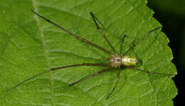 Image of Leucauge