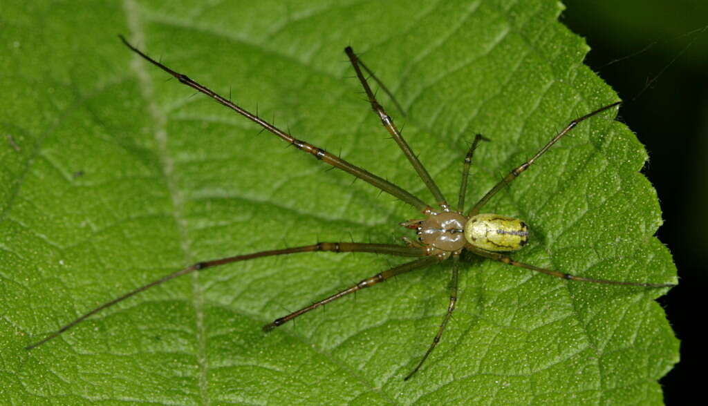 Image of Leucauge