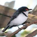 Image of Black-throated Wattle-eye