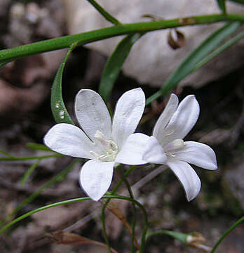 Wahlenbergia linarioides (Lam.) A. DC.的圖片