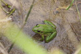 Image of Black-spotted frog