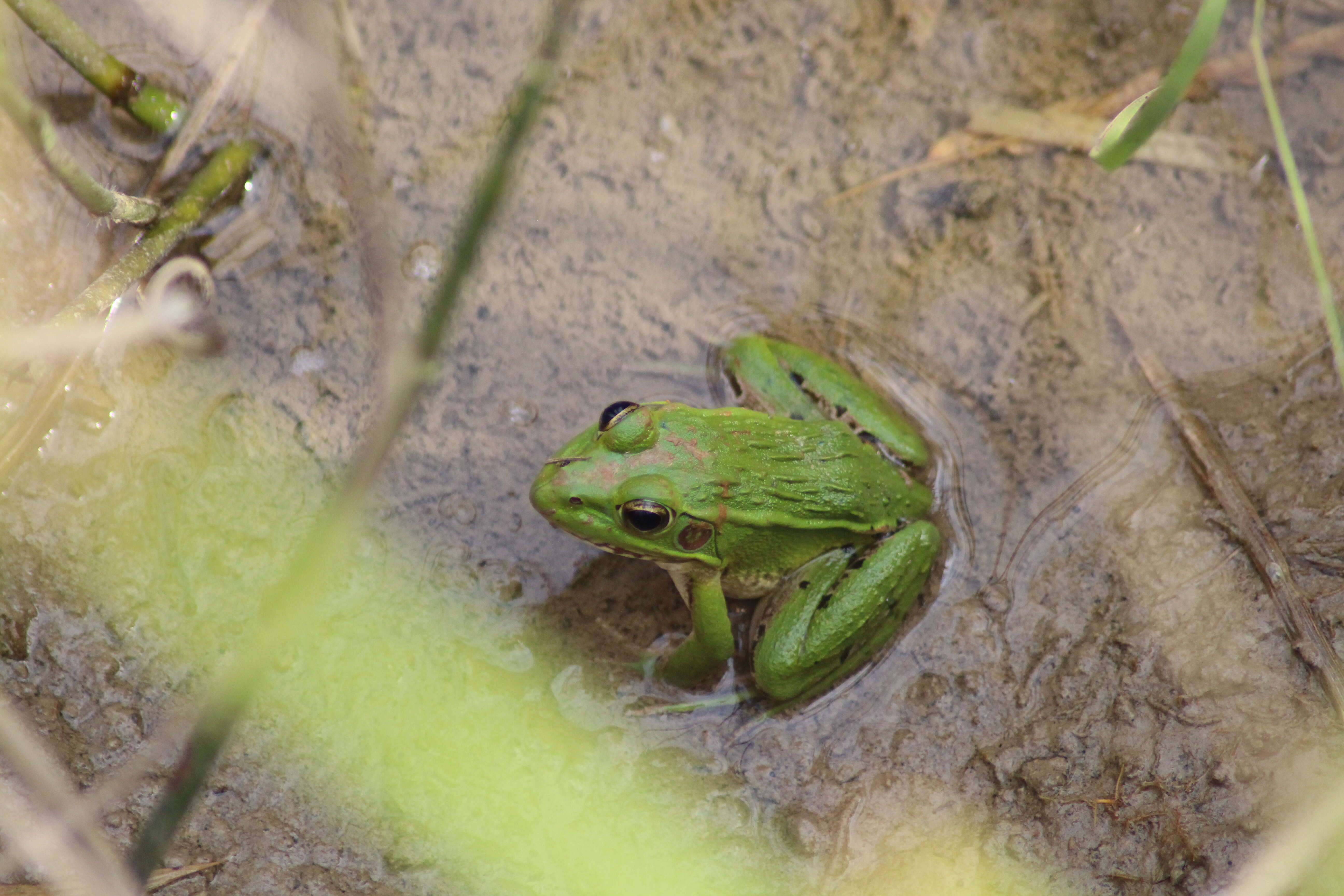 Imagem de Pelophylax Fitzinger 1843