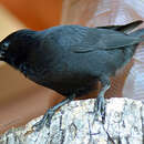 Image of Chopi Blackbird
