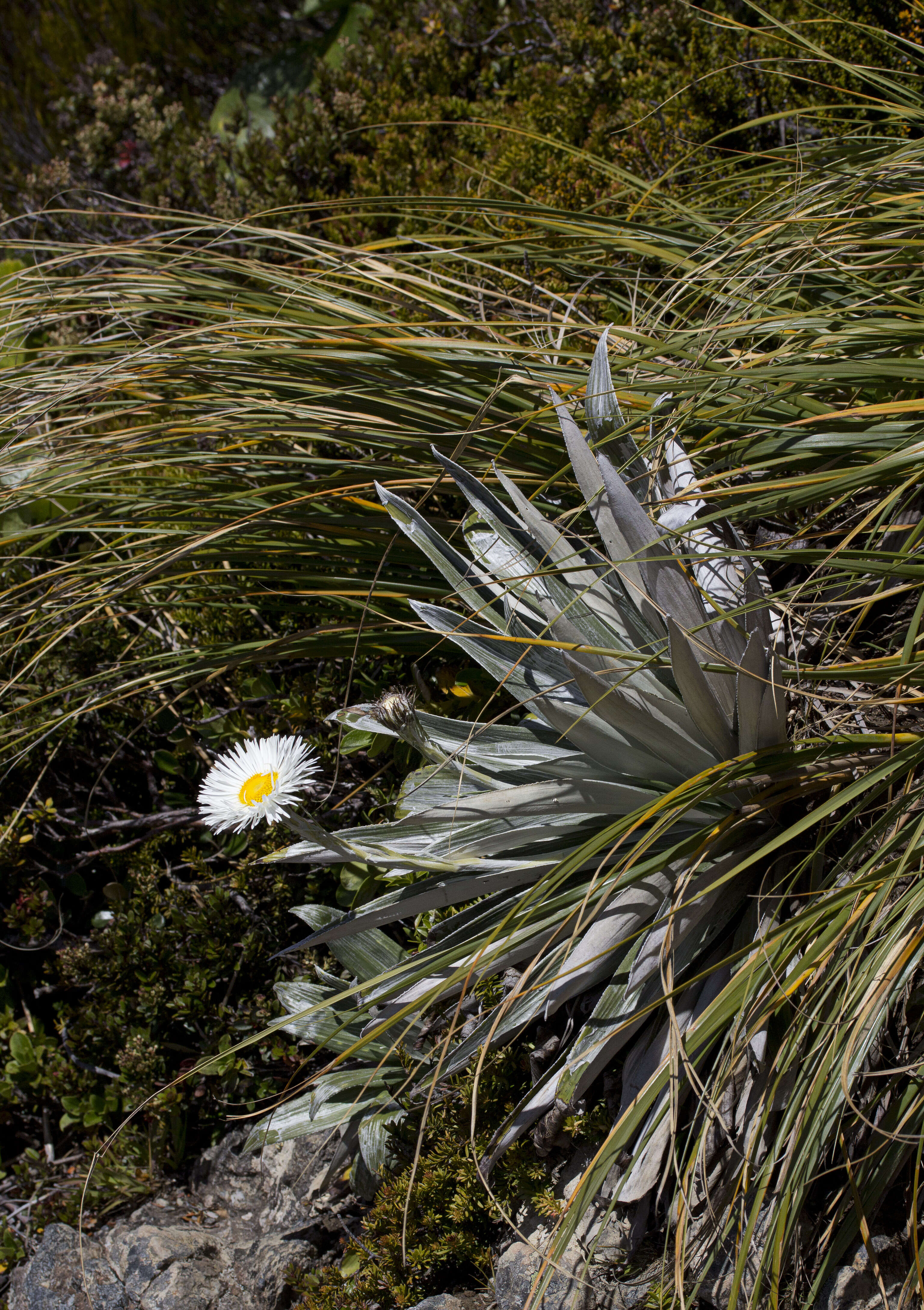 Image of Celmisia semicordata Petrie