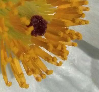 Image of Mojave pricklypoppy