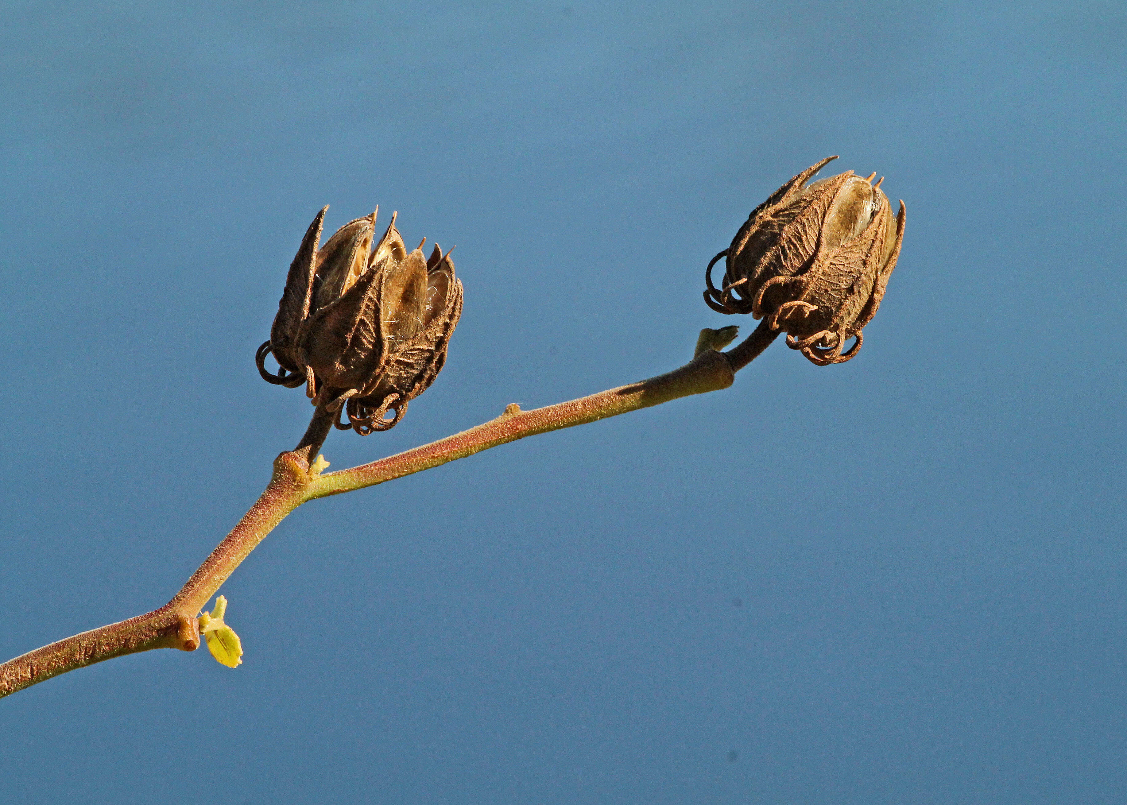 Image of lindenleaf rosemallow