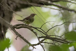 Image of waterthrush