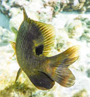 Image of Chromis agilis Smith 1960