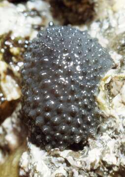 Image of celtic sea slug