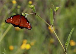 Sivun Danaus (Anosia) gilippus Cramer 1775 kuva