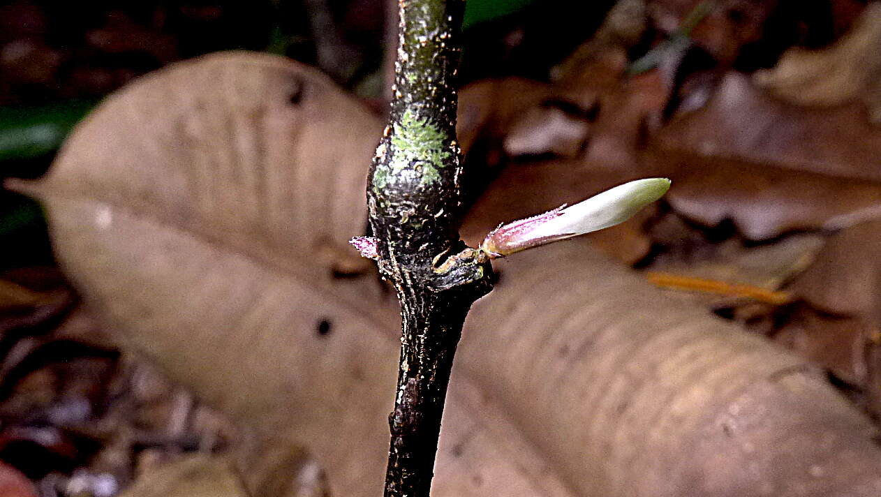 Herpetacanthus resmi