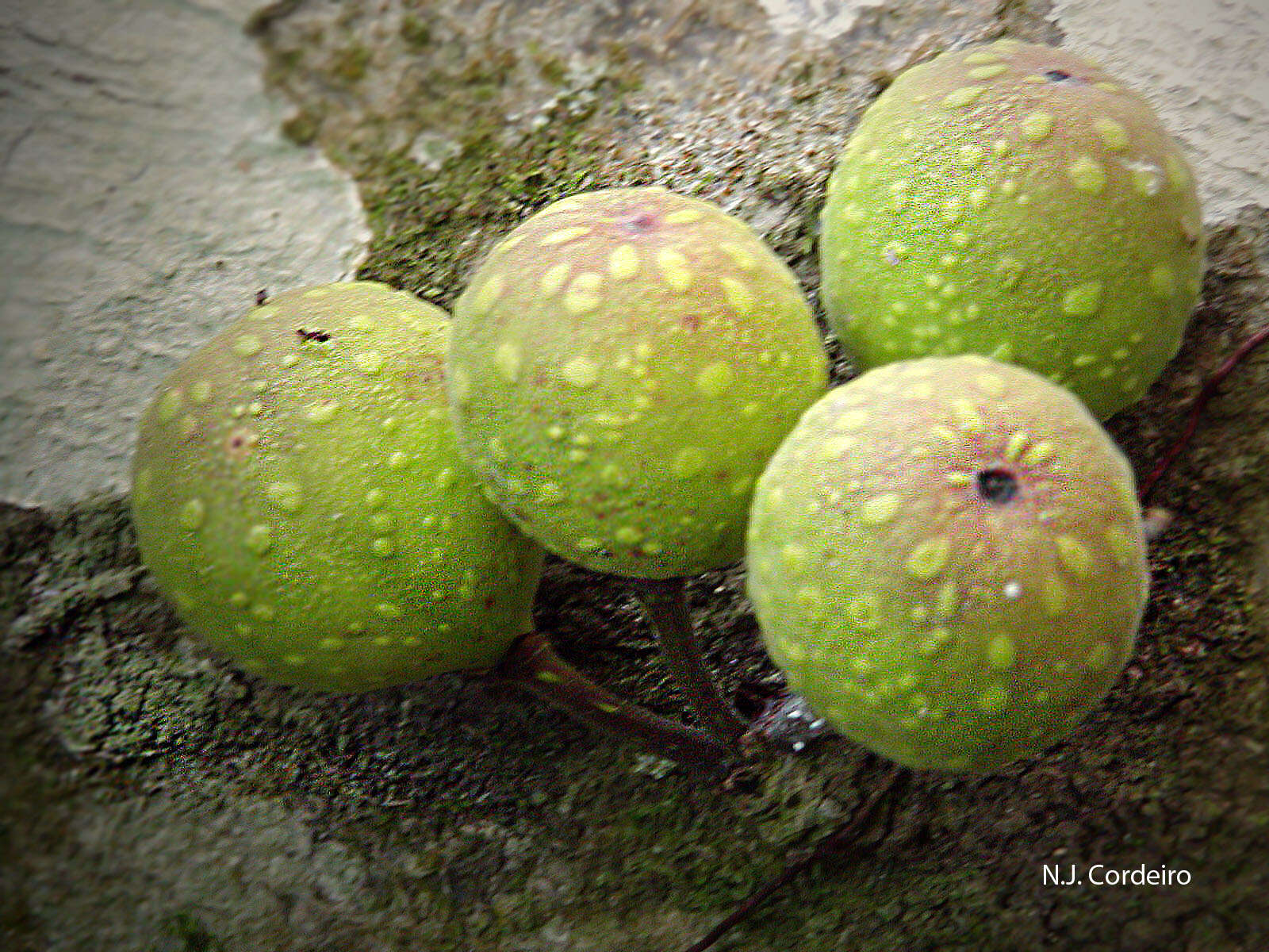 Image de Ficus exasperata Vahl