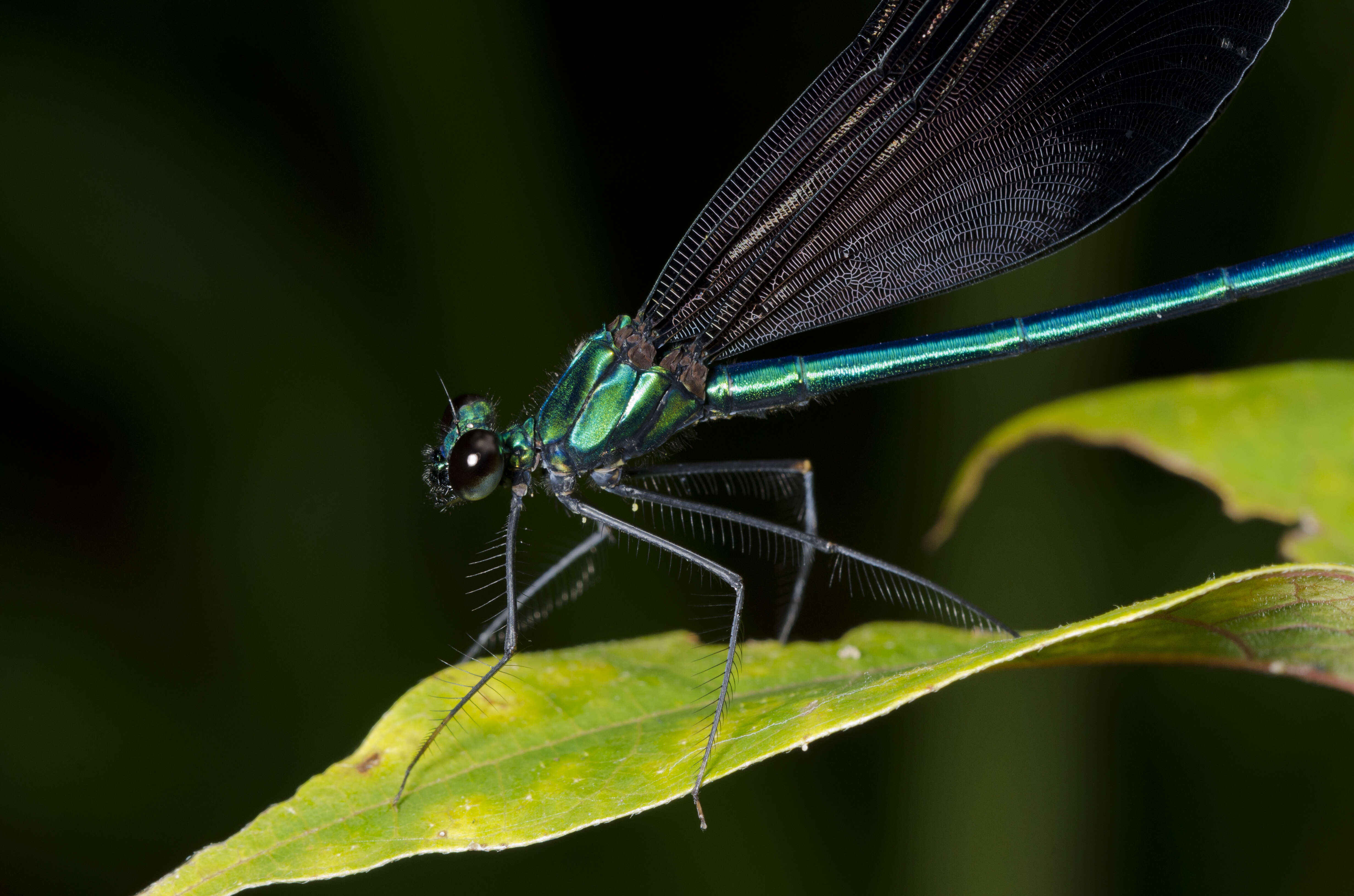 Image of Matrona basilaris japonica