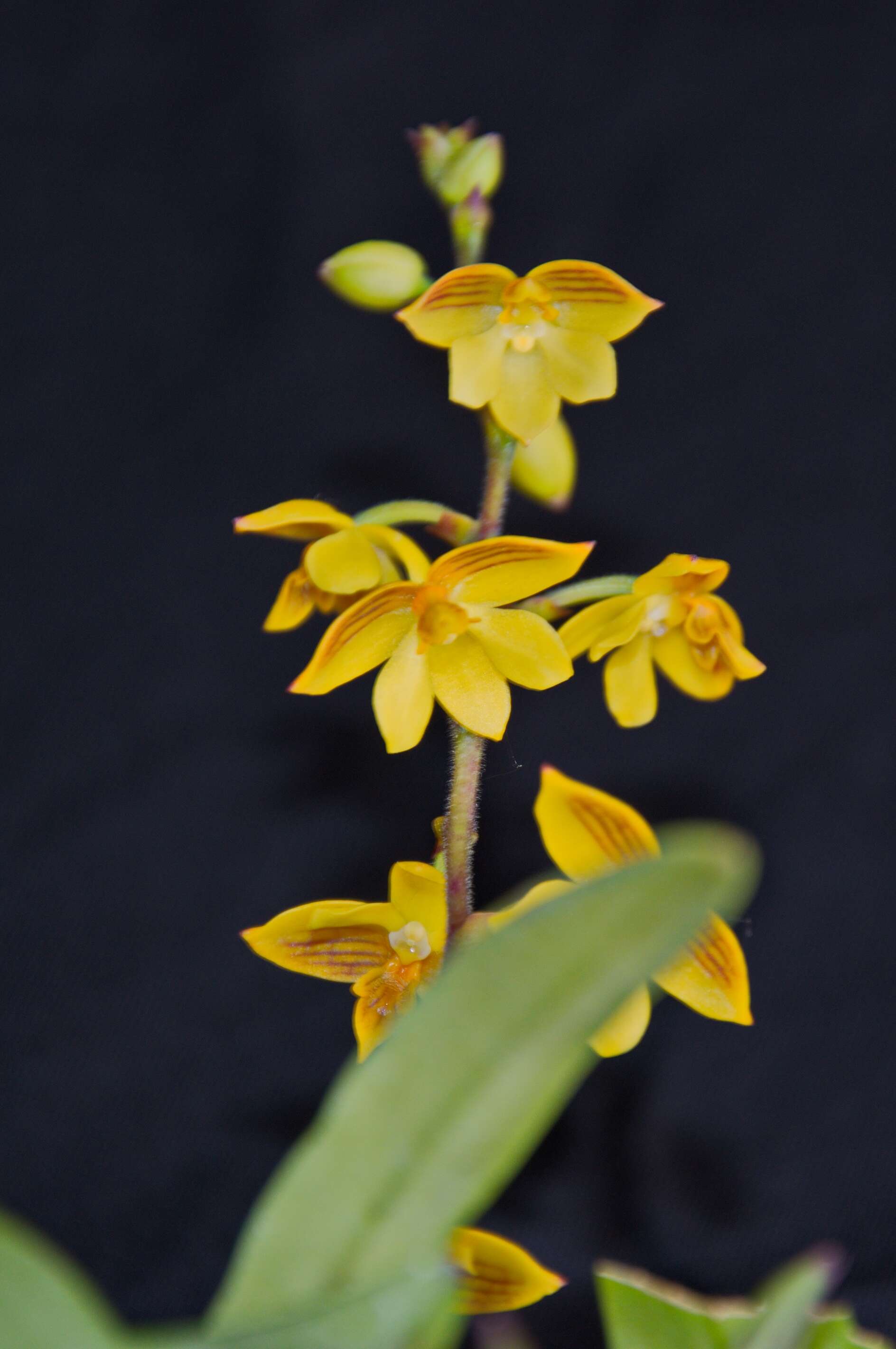 Image of Yellowspike orchids