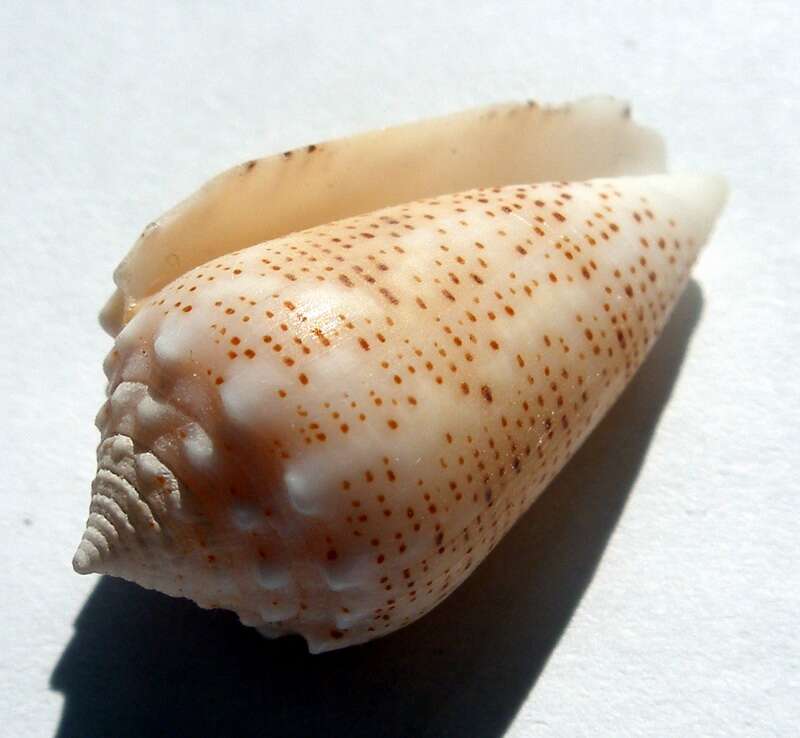 Sivun Conus arenatus Hwass ex Bruguière 1792 kuva