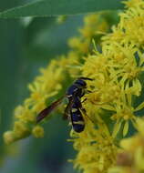 Image of leucospid wasps