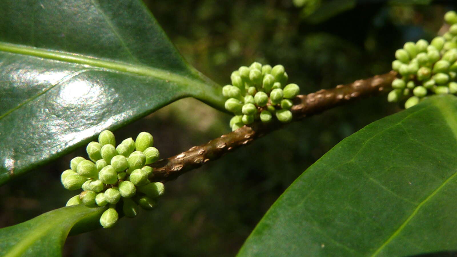 Image of Casearia melliodora Eichler