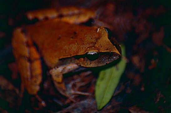 Image of Black-soled Frog