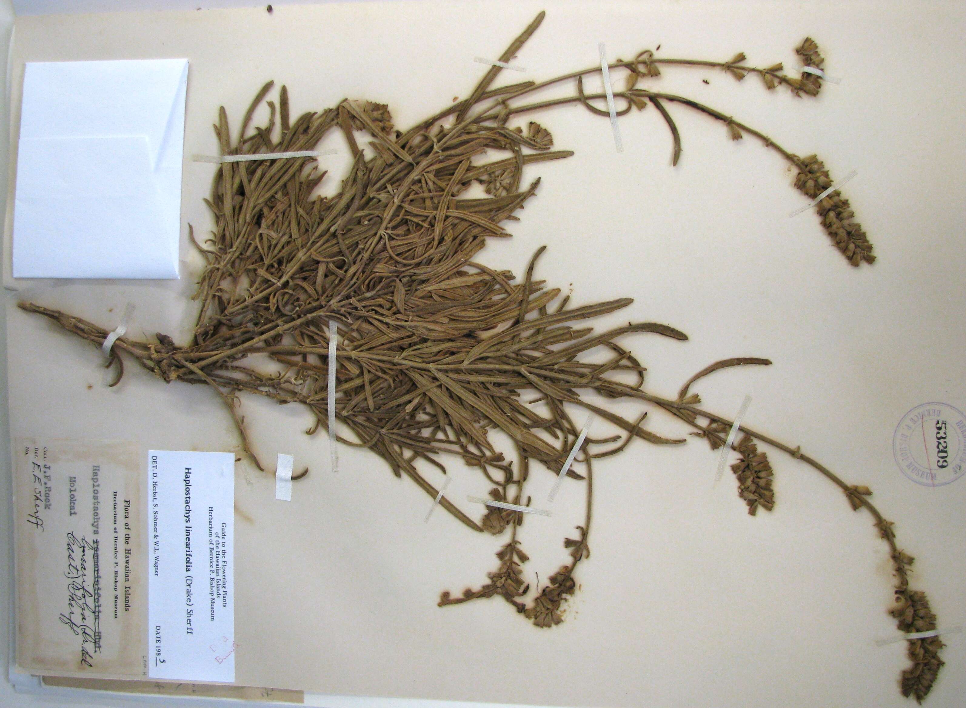 Image of haplostachys