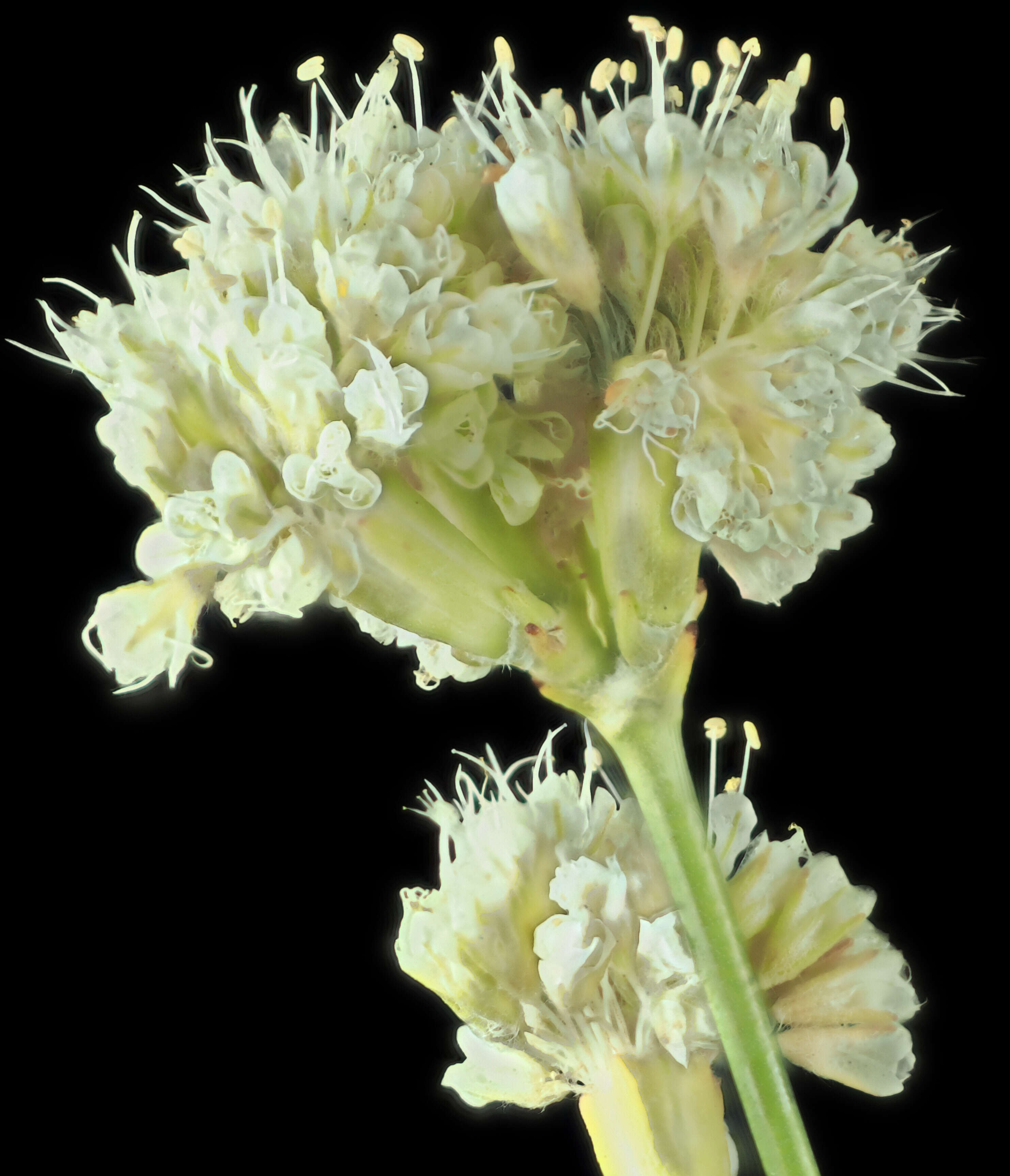 Imagem de Eriogonum nudum var. psychicola Reveal