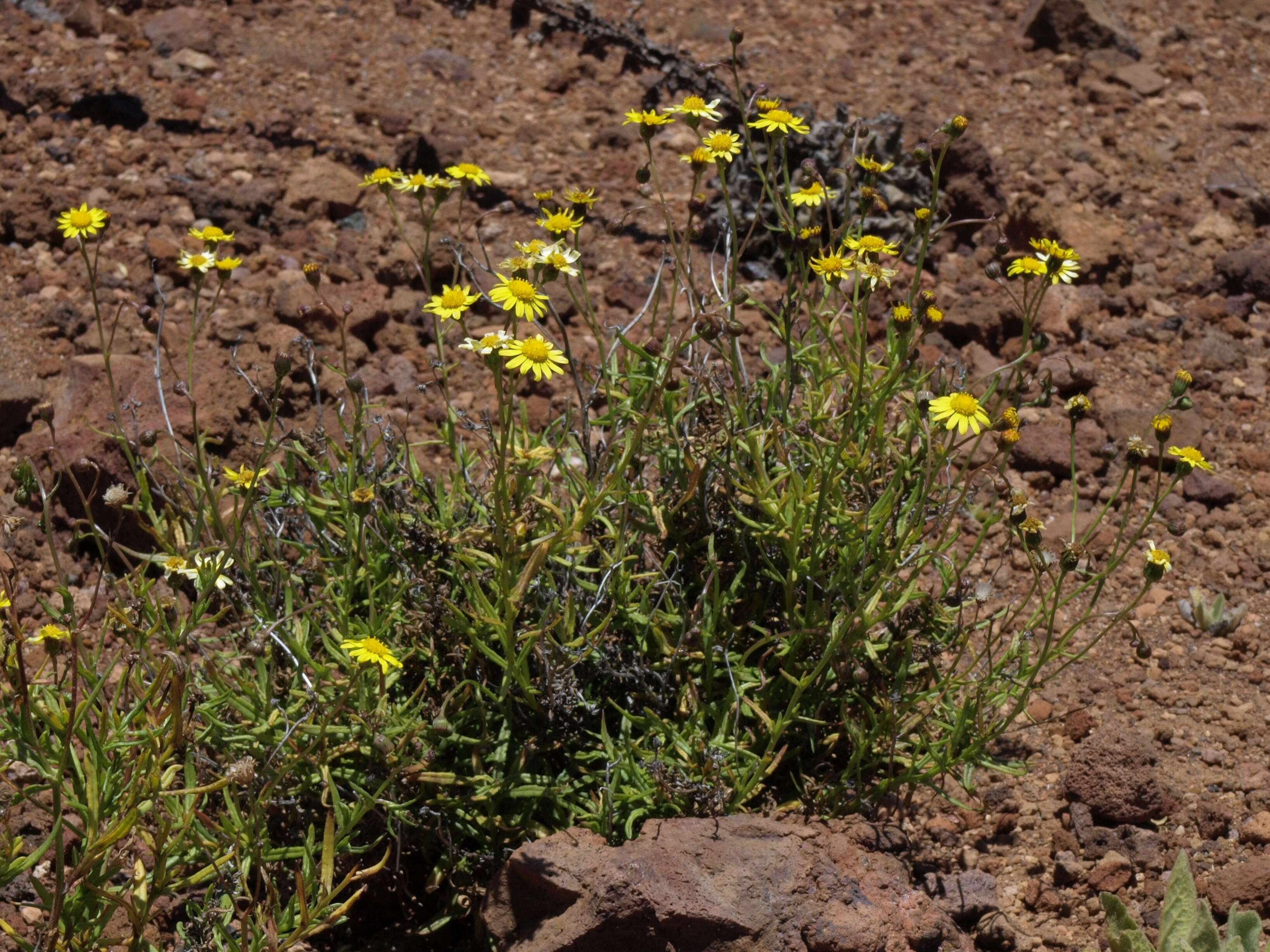 Image of Madagascar ragwort