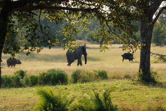 Image of African elephant