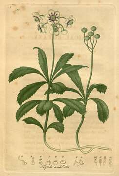 Image of pipsissewa