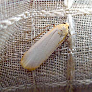 Image of buff footman