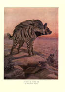 Image of Hyaena Brisson 1762