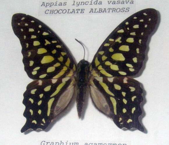 Image of Graphium