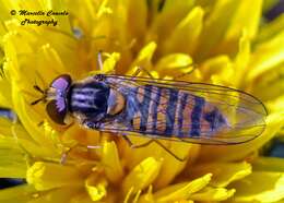 Image of flower flies