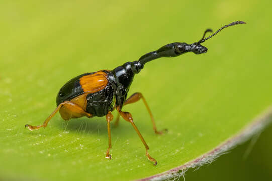 صورة Trachelophorus