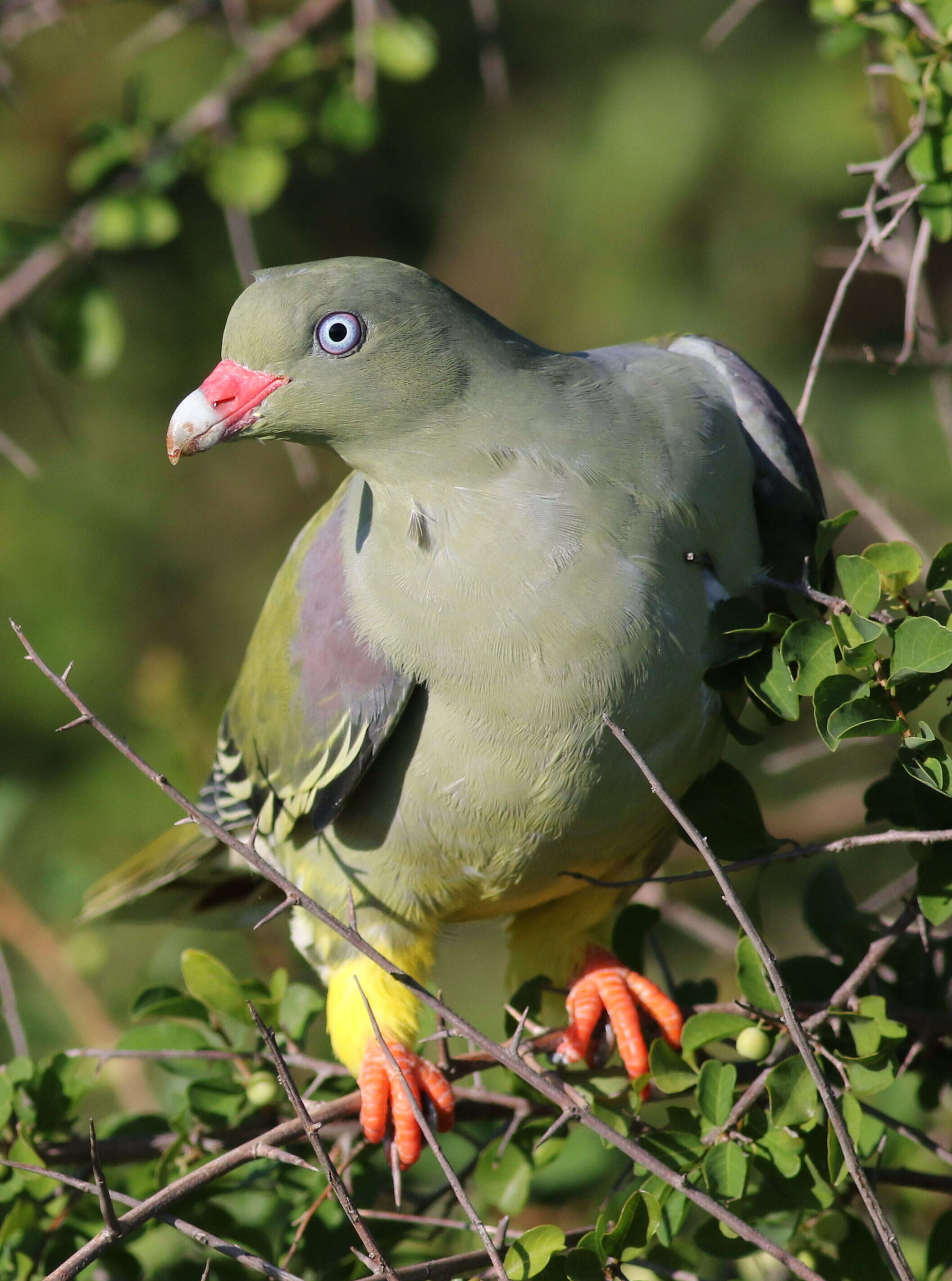 صورة Treron calvus (Temminck 1811)