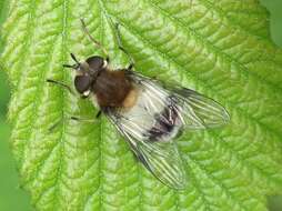 Leucozona lucorum (Linnaeus 1758) resmi