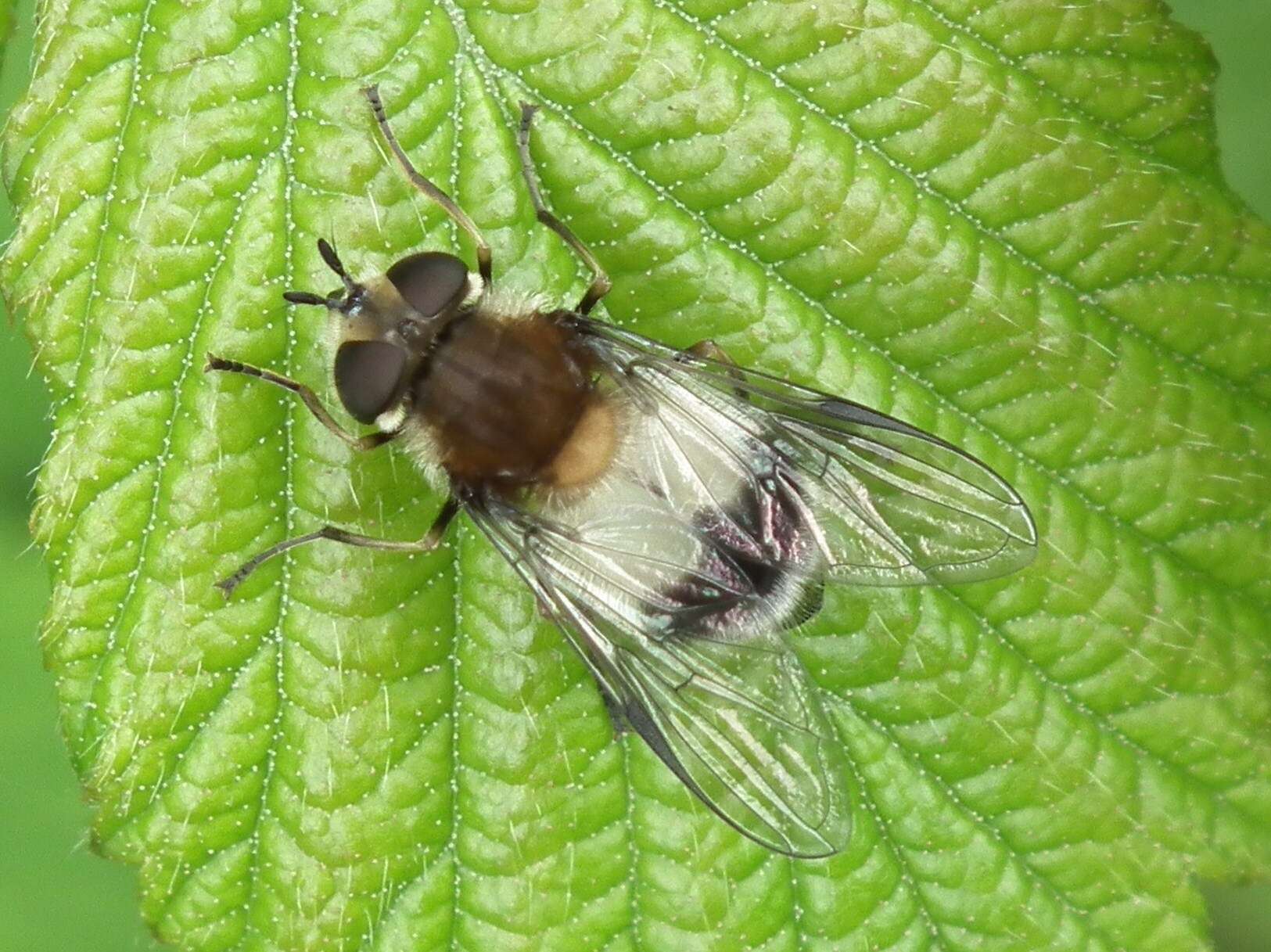 Leucozona lucorum (Linnaeus 1758) resmi