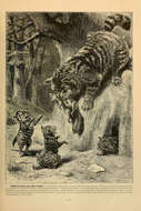 Image of wild cat