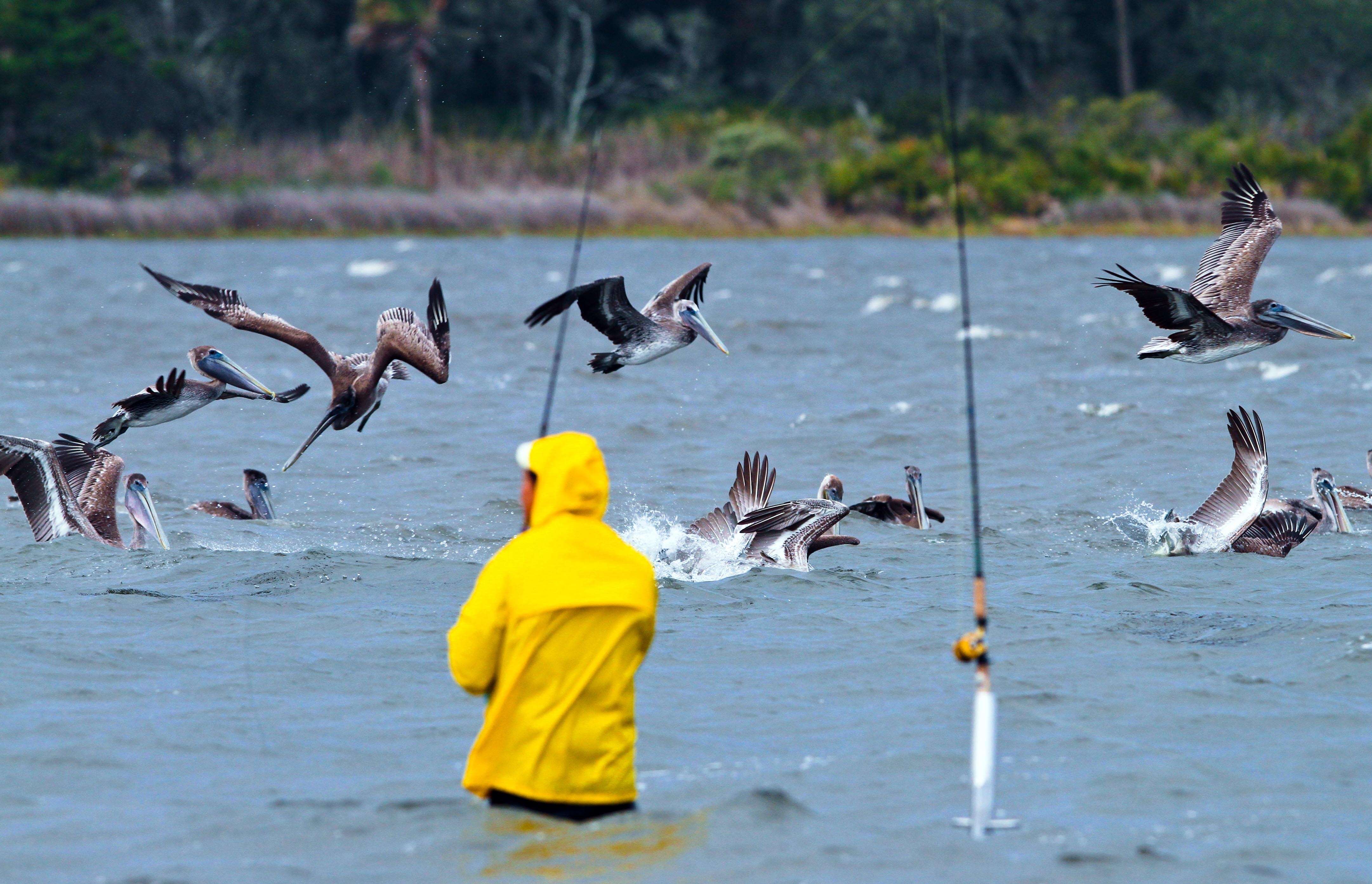 Image of pelicans