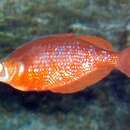 Image of Red Rainbowfish