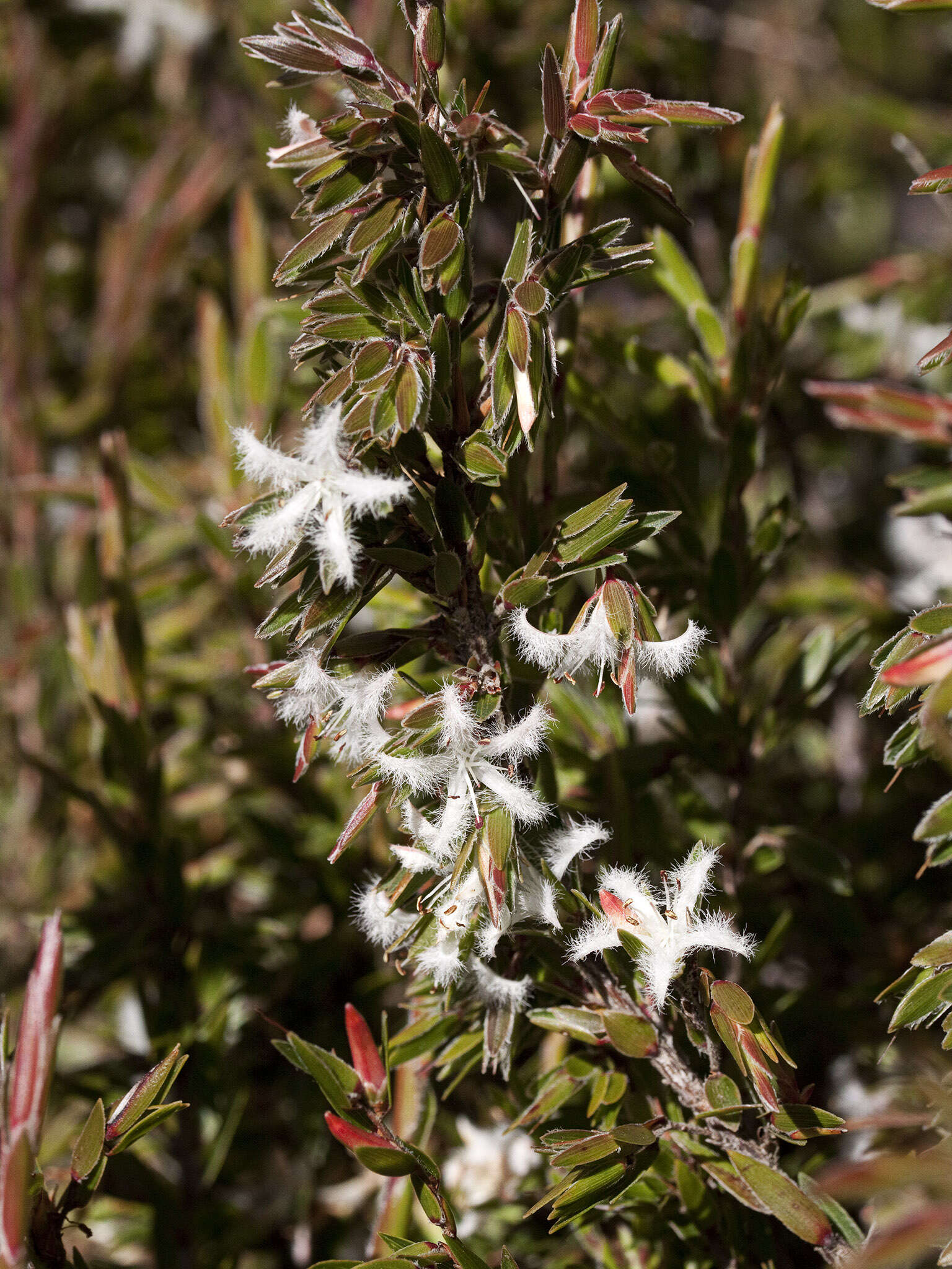 Image de Pentachondra involucrata R. Br.