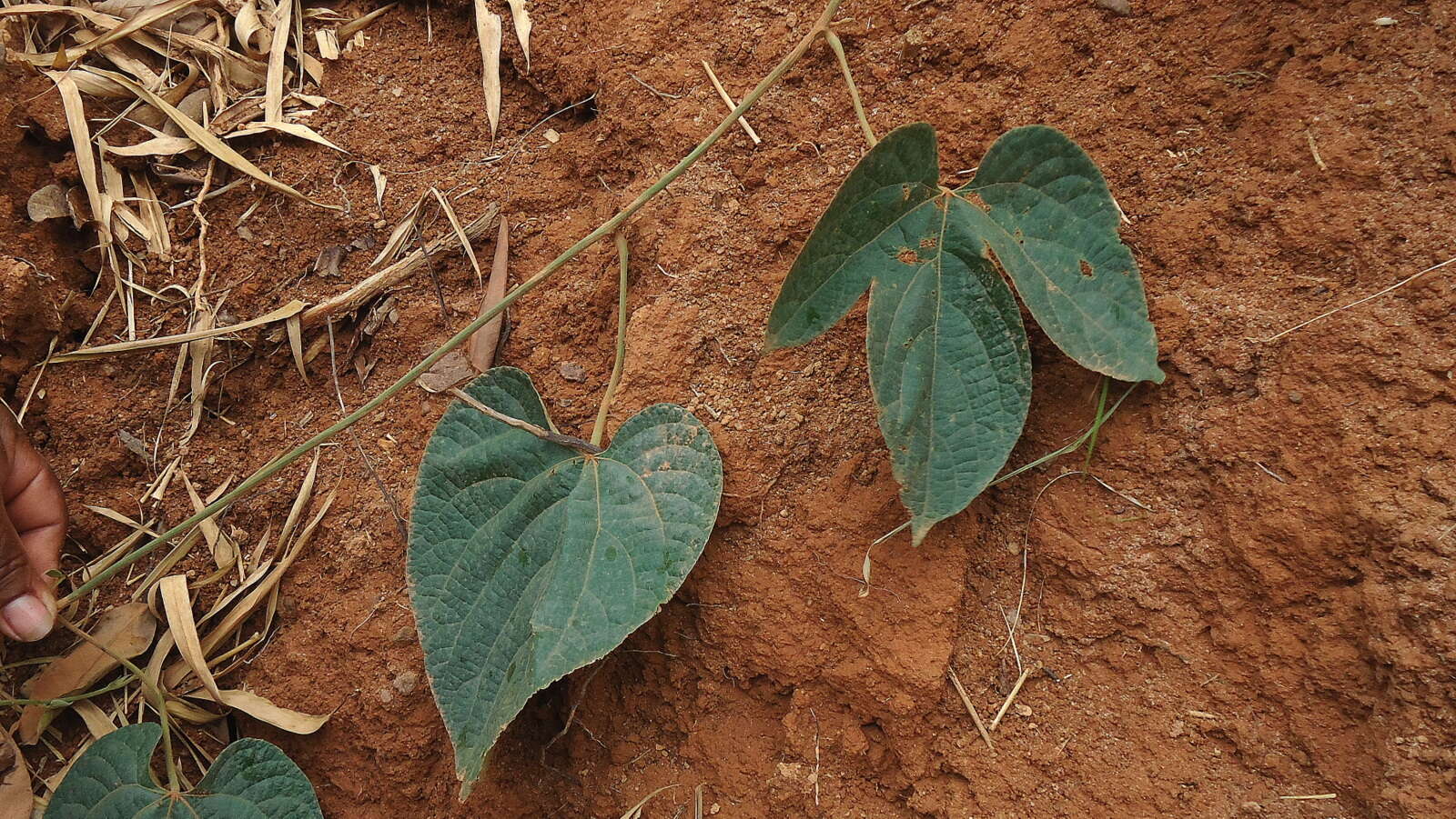 Image of Dalechampia tiliifolia Lam.