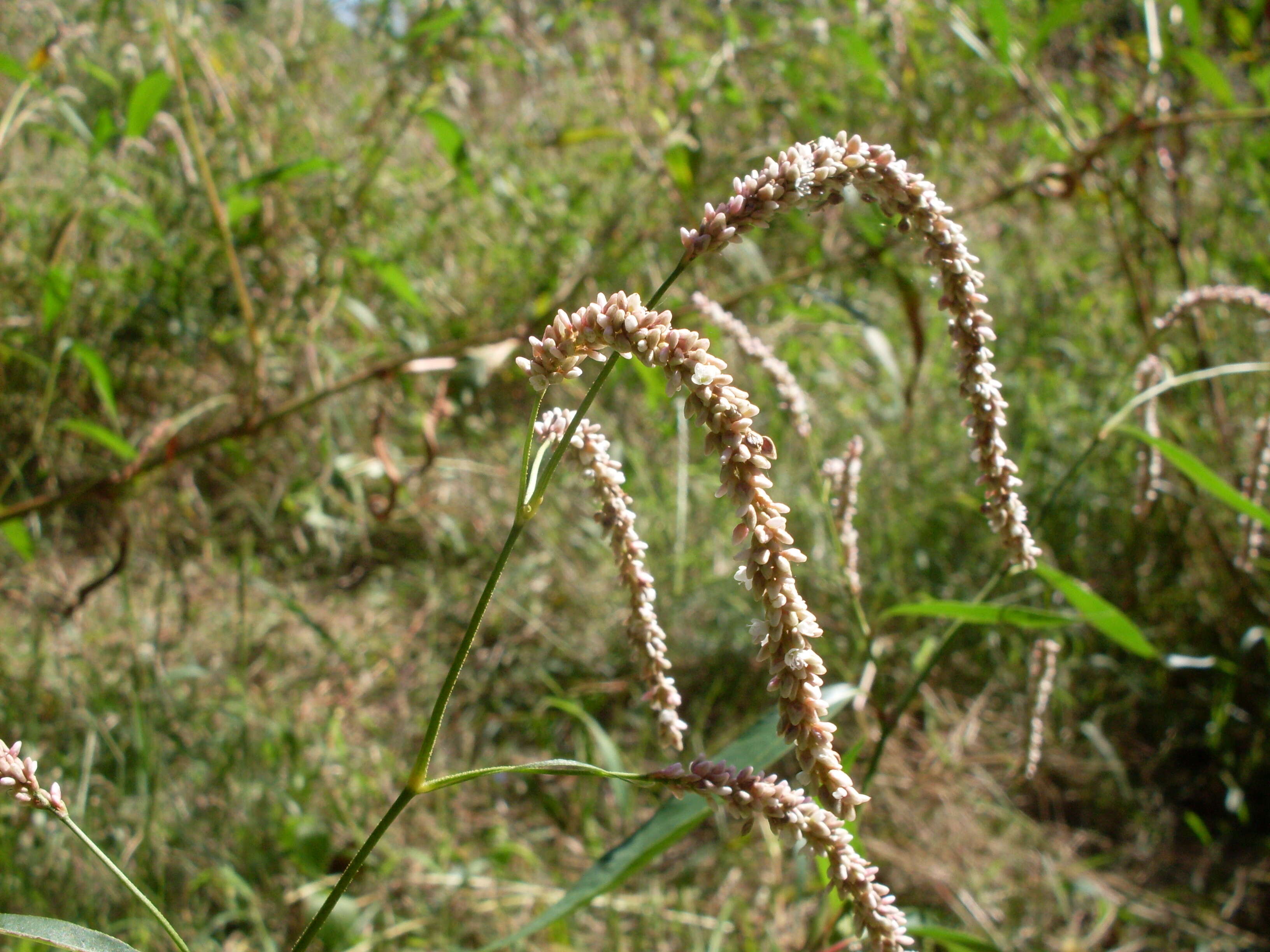 Image of Pinkweeds