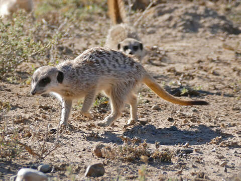 Image of Suricata Desmarest 1804