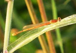 Image of forktail