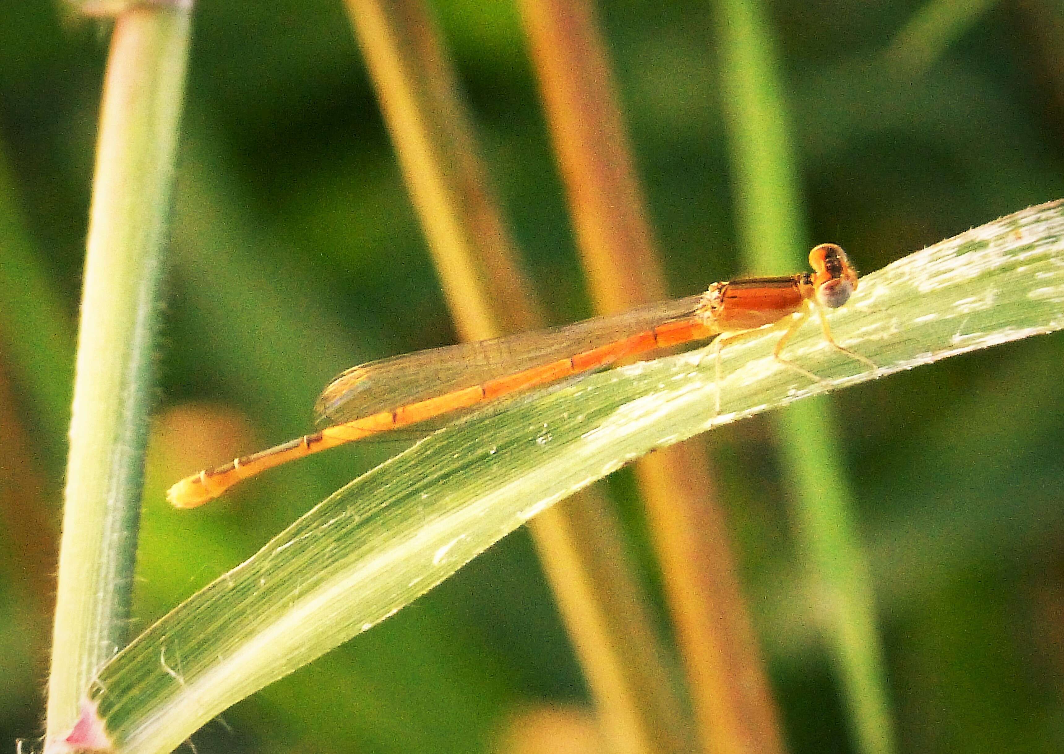 Image of Citrine Forktail