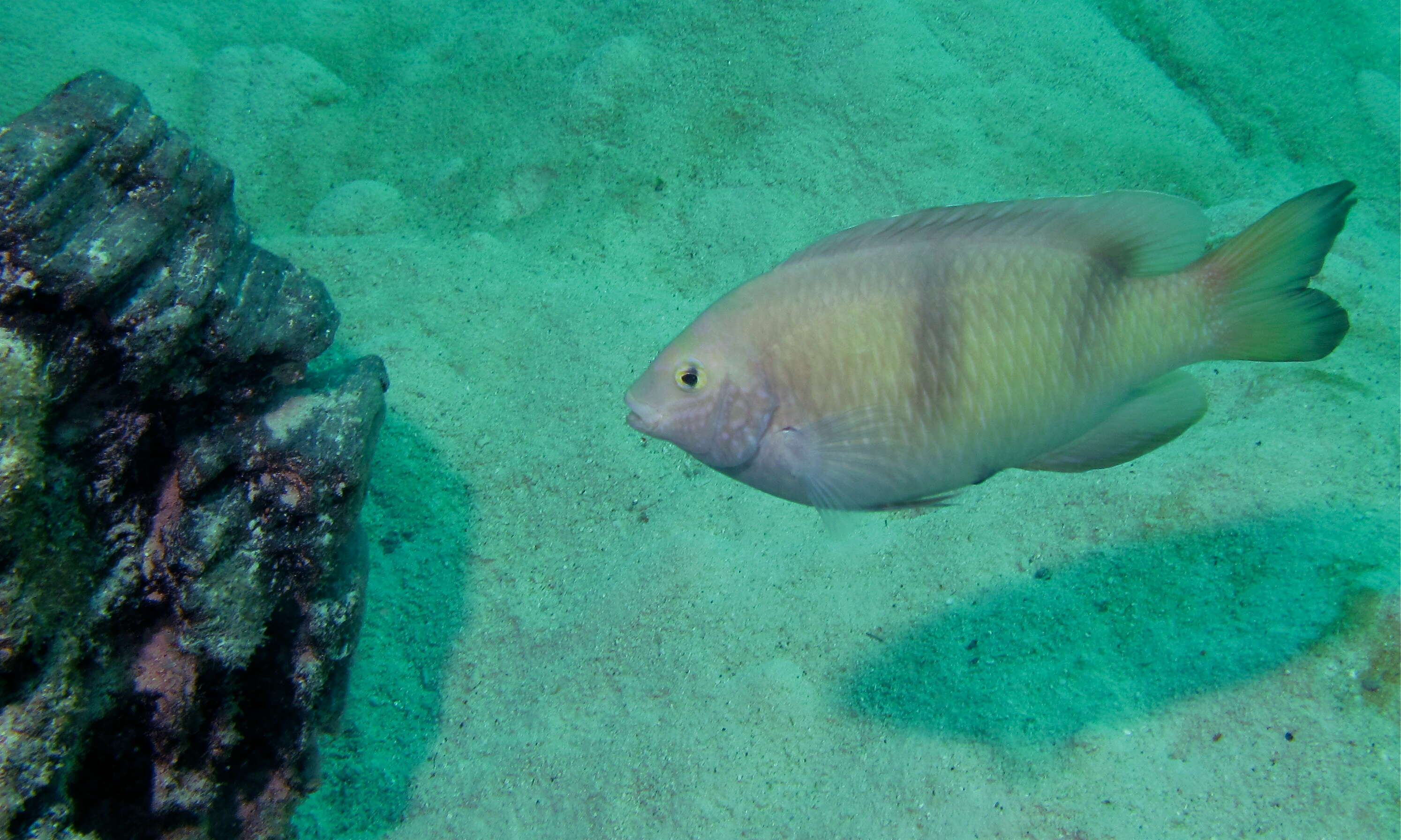 Image of White damselfish